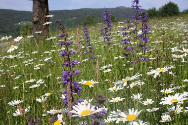 Blumenwiese