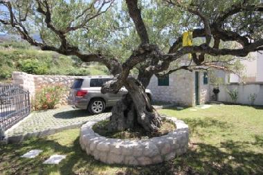 Ferienhaus in Podgora  (Splitsko-Dalmatinska) oder Ferienwohnung oder Ferienhaus