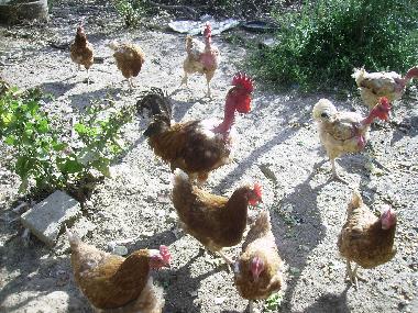 Chalet in Auvillar (Tarn-et-Garonne) oder Ferienwohnung oder Ferienhaus