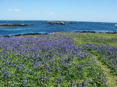 Ferienhaus in Fouesnant (Finistre) oder Ferienwohnung oder Ferienhaus