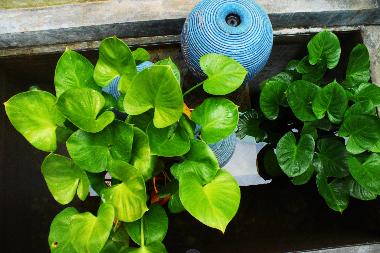 Villa in Phuket (Phuket) oder Ferienwohnung oder Ferienhaus