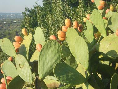 Ferienhaus in ostuni (Brindisi) oder Ferienwohnung oder Ferienhaus