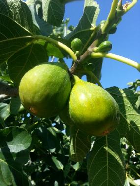 Ferienhaus in ostuni (Brindisi) oder Ferienwohnung oder Ferienhaus