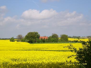 Rapsfeld bei Wismar