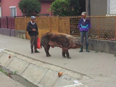 Ferienhaus in sancel (Sibiu) oder Ferienwohnung oder Ferienhaus