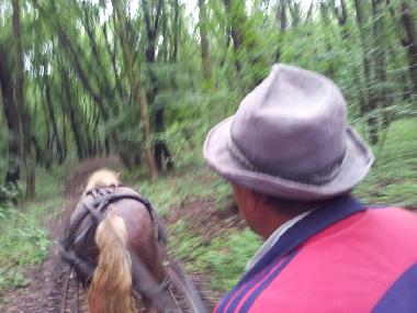 Ferienhaus in sancel (Sibiu) oder Ferienwohnung oder Ferienhaus