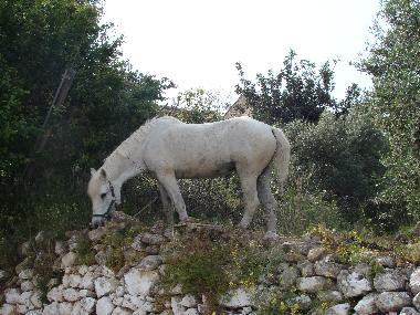 Ferienhaus in kissamos (Chania) oder Ferienwohnung oder Ferienhaus
