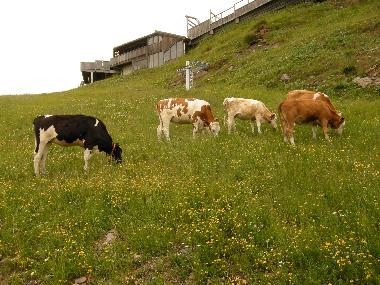 Ferienwohnung in Hermagor (Unterkrnten) oder Ferienwohnung oder Ferienhaus