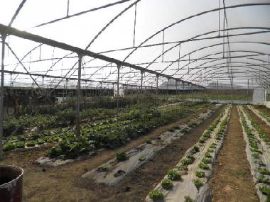 Pension in Collesalvetti - Crocino (Livorno) oder Ferienwohnung oder Ferienhaus