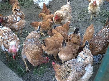 Pension in Collesalvetti - Crocino (Livorno) oder Ferienwohnung oder Ferienhaus