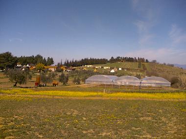 Pension in Collesalvetti - Crocino (Livorno) oder Ferienwohnung oder Ferienhaus