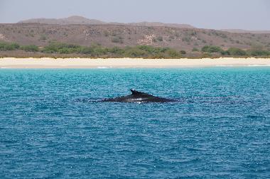 Buckelwal vor Santa Monica