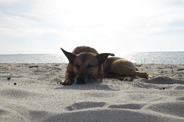 Urlaub mit Hund