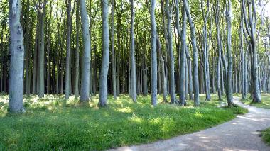 Ferienwohnung in Ostseebad Nienhagen (Mecklenburgische Ostseek�ste) oder Ferienwohnung oder Ferienhaus