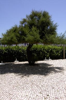 Ferienhaus in Santa Cruz (Grande Lisboa) oder Ferienwohnung oder Ferienhaus