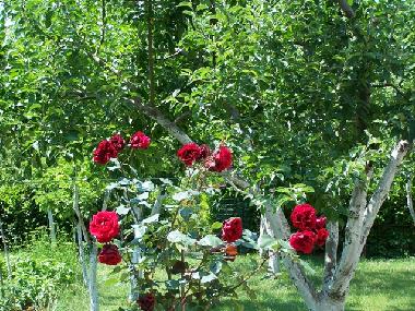 Ferienwohnung in Pula (Istarska) oder Ferienwohnung oder Ferienhaus