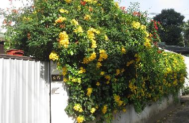 Pension in Lewella (Kandy) oder Ferienwohnung oder Ferienhaus