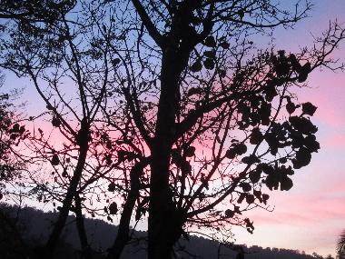 Pension in Lewella (Kandy) oder Ferienwohnung oder Ferienhaus