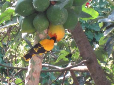 Pension in Lewella (Kandy) oder Ferienwohnung oder Ferienhaus