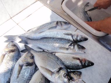 Ferienwohnung in Pula (Istarska) oder Ferienwohnung oder Ferienhaus