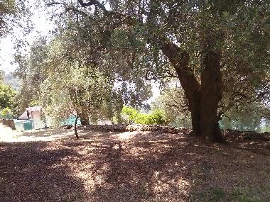 Villa in Pisciotta (Salerno) oder Ferienwohnung oder Ferienhaus