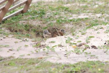 Pension in Ponta Negra (Rio de Janeiro) oder Ferienwohnung oder Ferienhaus
