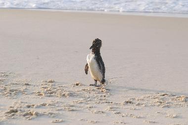 Pension in Ponta Negra (Rio de Janeiro) oder Ferienwohnung oder Ferienhaus