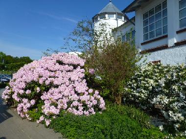 Rhododendronbl�te in Zingst