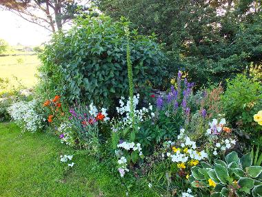 Juli: der Garten in voller Bl�te