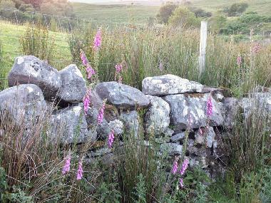 Ferienhaus in Newport (Mayo) oder Ferienwohnung oder Ferienhaus