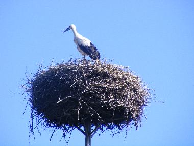 Ferienwohnung in Insko (Zachodniopomorskie) oder Ferienwohnung oder Ferienhaus