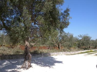 Ferienhaus in Ostuni (Brindisi) oder Ferienwohnung oder Ferienhaus