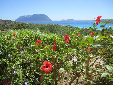 Ferienwohnung in Porto Istana (Olbia-Tempio) oder Ferienwohnung oder Ferienhaus