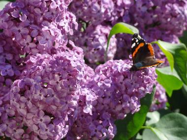 Ferienhaus in Kals am Gro�glockner (Osttirol) oder Ferienwohnung oder Ferienhaus