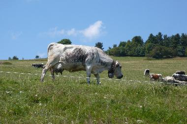 Ferienhaus in Orbey  (Haut-Rhin) oder Ferienwohnung oder Ferienhaus