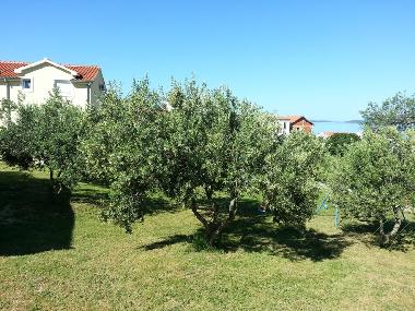 Ferienwohnung in DRAGE (Zadarska) oder Ferienwohnung oder Ferienhaus