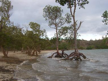 Mangrove