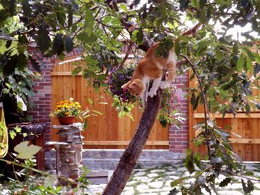 Casa Zollo, Kletterstunde im Innenhof (Casa Vale, Transsilvanien)