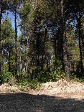 Villa in SANI (Chalkidiki) oder Ferienwohnung oder Ferienhaus