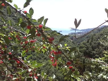 Ferienhaus in rapallo (Genova) oder Ferienwohnung oder Ferienhaus