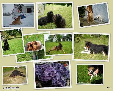 Diverse Gasthunde