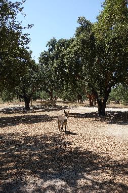 Ferienhaus in Santo Estevo (Grande Lisboa) oder Ferienwohnung oder Ferienhaus