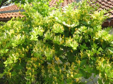 Ferienhaus in Balchik (Dobrich) oder Ferienwohnung oder Ferienhaus