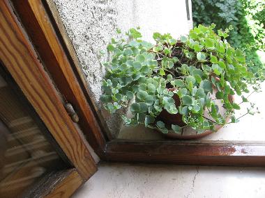 Ferienwohnung in Gubbio (Perugia) oder Ferienwohnung oder Ferienhaus