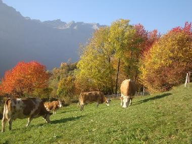 wundersch�ner Herbst