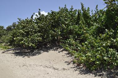 mit nat�rlichen Sonnenschirmen