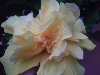 Ferienwohnung in Gioiosa Marea (Messina) oder Ferienwohnung oder Ferienhaus