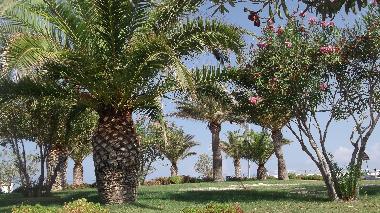 Ferienwohnung in Gioiosa Marea (Messina) oder Ferienwohnung oder Ferienhaus