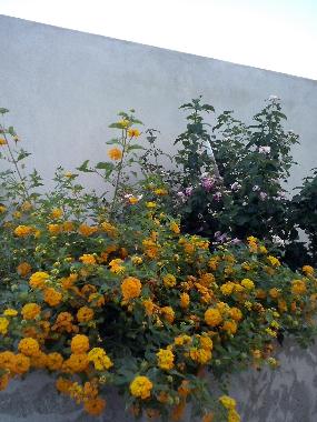 Ferienwohnung in Cagliari (Cagliari) oder Ferienwohnung oder Ferienhaus