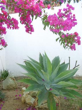 Ferienhaus in Oaxaca (Oaxaca) oder Ferienwohnung oder Ferienhaus
